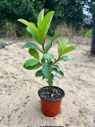 Guava Tree, Psidium Guajava