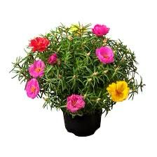 Rose Moss, Portulaca Grandiflora