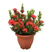 Ixora Different colours