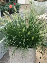 Pennisetum Setaceum, African Fountain Grass, Tender Fountain Grass