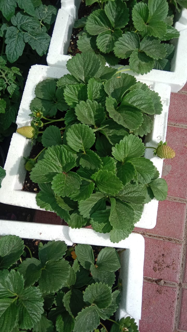 Strawberry-Fragaria-Ananassa - Outdoor Fruit Plant