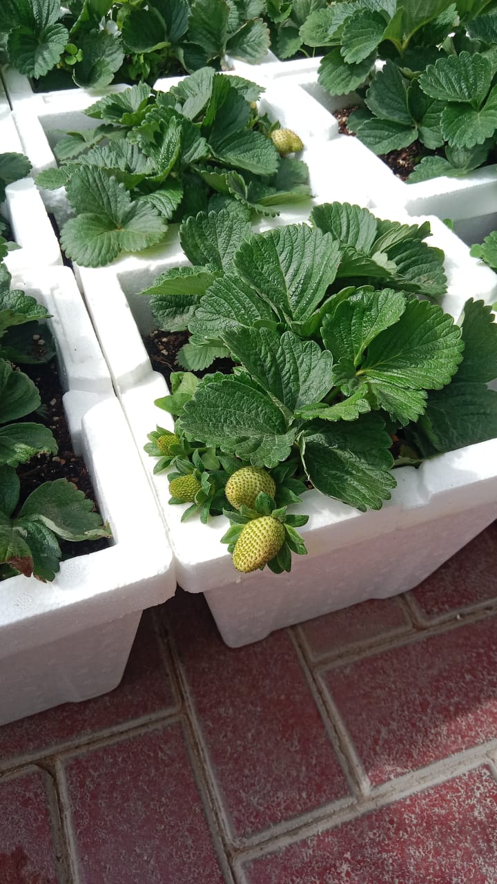 Strawberry-Fragaria-Ananassa - Outdoor Fruit Plant