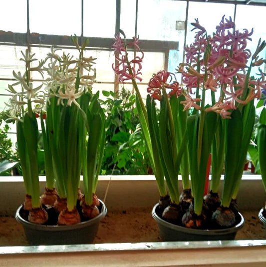Hyacinth Bulb Fragrance Plant