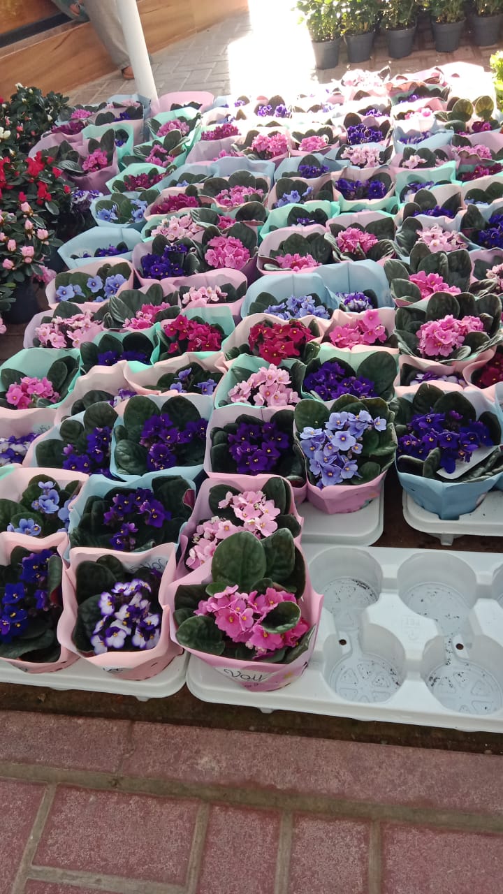 African Violets, Saintpaulia