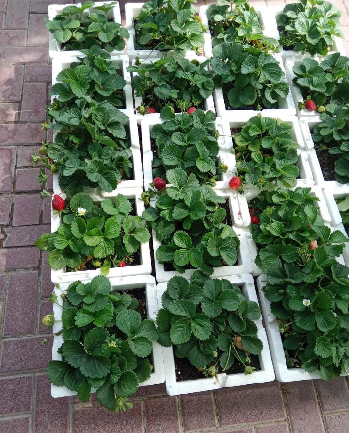 Strawberry | Fragaria Ananassa