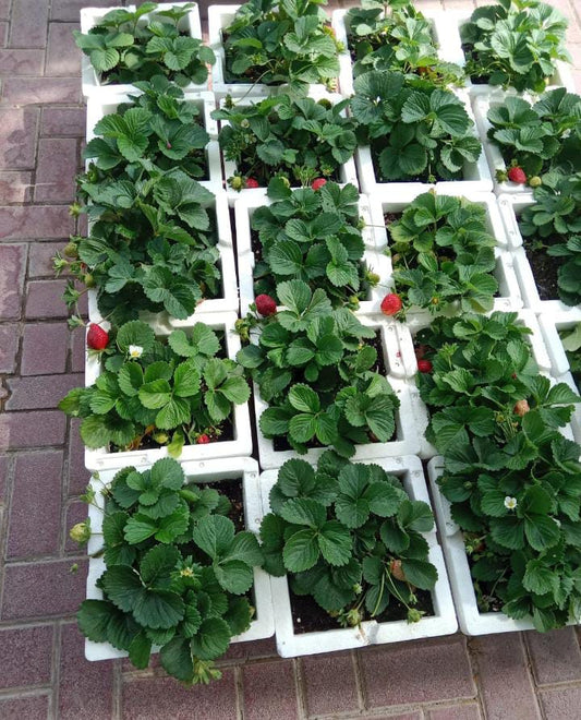 Strawberry | Fragaria Ananassa