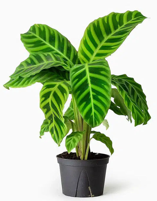 Zebra Plant - Calathea Zebrina