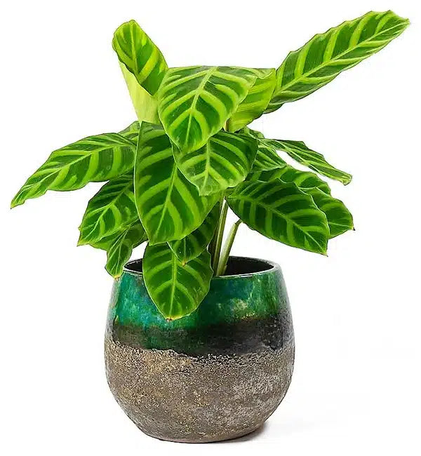Zebra Plant - Calathea Zebrina