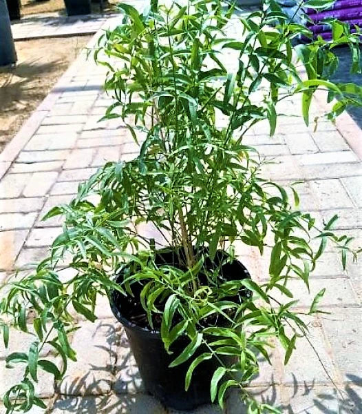 Miswak Plant, Salvadora persica, Toothbrush Tree