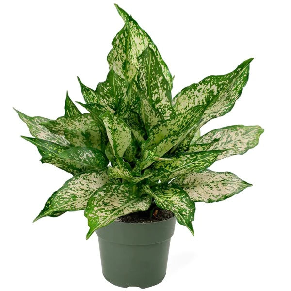Aglaonema Spring Snow Plant