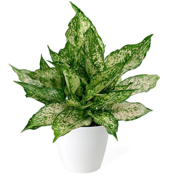 Aglaonema Spring Snow Plant