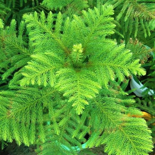 Araucaria heterophylla, Norfolk Island Pine, Indoor
