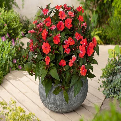 Impetiens, Touch-me-no