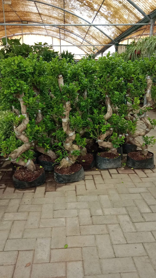 Tall Bonsai Tree in Premium Pot (130–150cm)