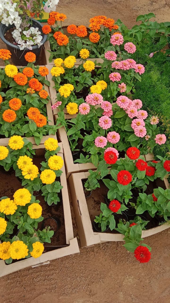 Zinnia Mixed Color