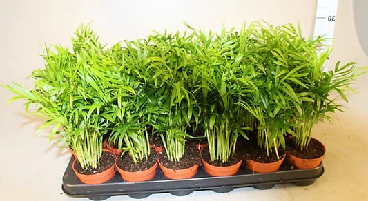 Parlour Palm - Bamboo Palm - Chamaedorea elegans