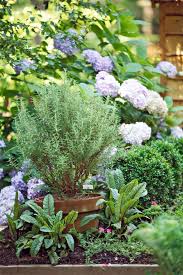 Rosmarinus Officialis, Rosemary Herb outdoor