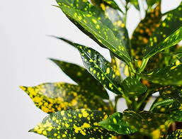 Croton Gold Dust “Codiaeum Variegated Gold Dust” 0.4-0.5m