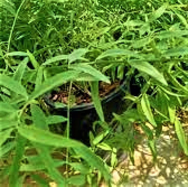 Miswak Plant, Salvadora persica, Toothbrush Tree