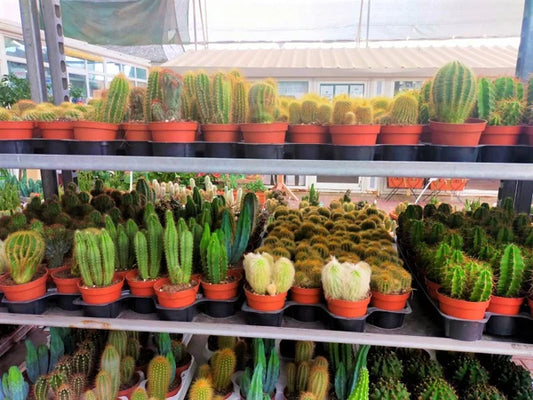 Ornamental Cactus Plant