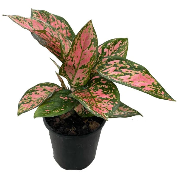 Aglaonema Red Valentine Plant