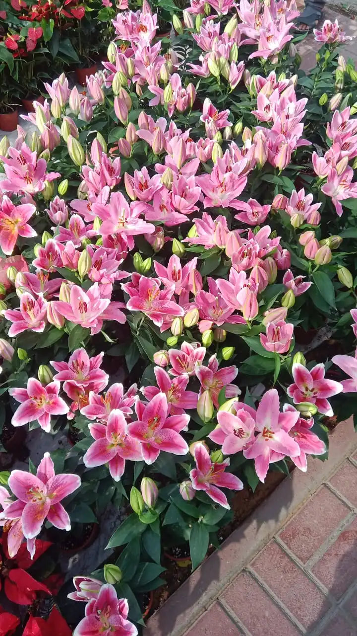 Lilium Lily