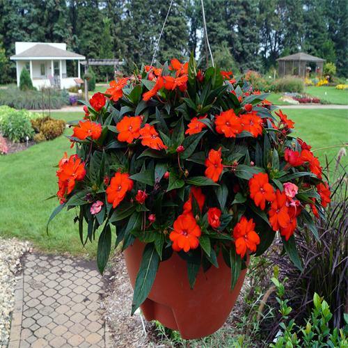 Impetiens, Touch-me-no