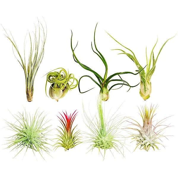 Air Plant, Tillandsia