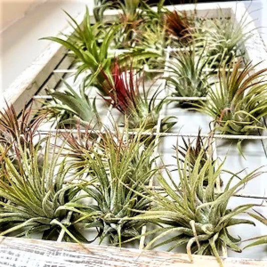 Air Plant, Tillandsia