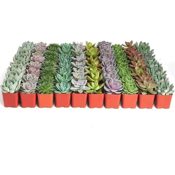 Mini succulents "Per Piece" Plant