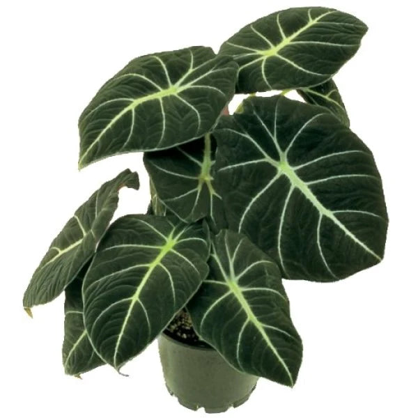 Alocasia Black Velvet Dwarf