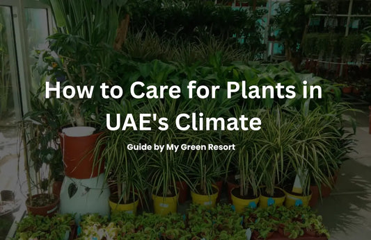 How to Care for Plants in Dubai’s Climate Guide by My Green Resort