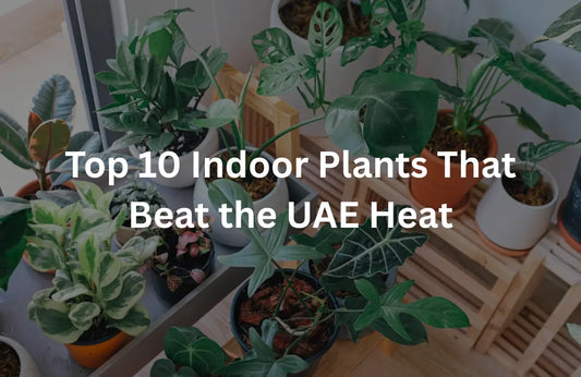 Survive the Heat: 10 Best Indoor Plants for UAE Summers