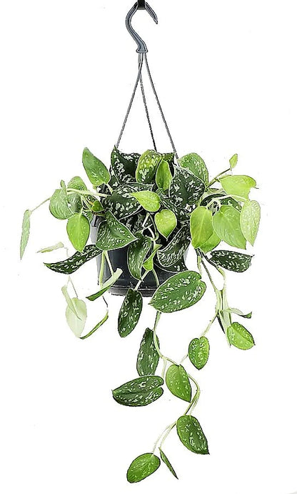 Satin Pothos Hanging Plant