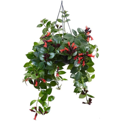 Mona Lisa Plant - Aeschynanthus - Lipstick