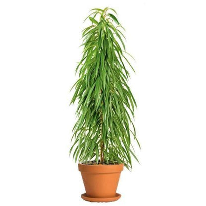 Ficus Amstel Queen