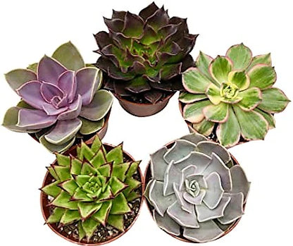 Mini succulents "Per Piece" Plant