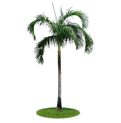 Carpentaria Palm, Carpentaria Acuminata
