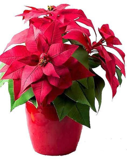 Euphorbia Pulcherrima (Titan Red), Poinsettia Plant