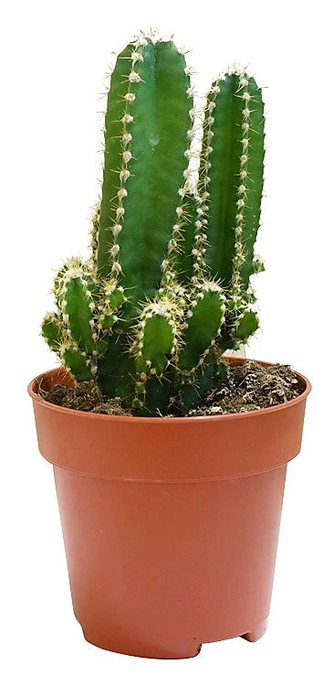 Peruvian Cactus, Cereus Peruvianus