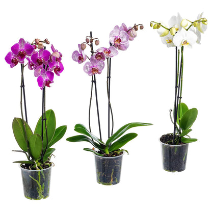 Moth Orchids Plant - Phalaenopsis orchids