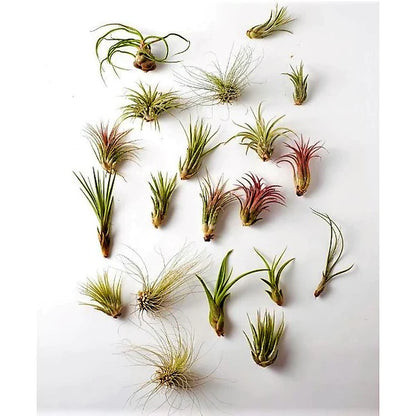 Air Plant, Tillandsia