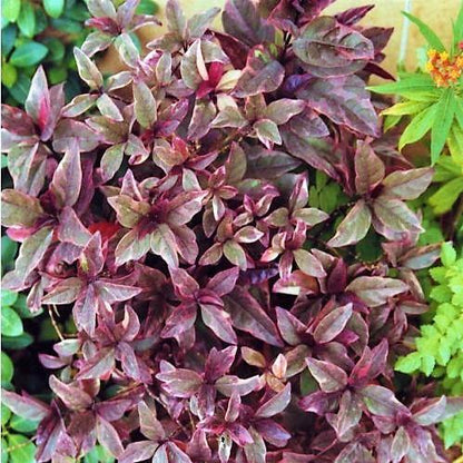 Eranthemum Atropurpureum, Purple False Eranthemum