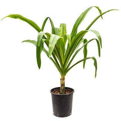 Crinum asiaticum, Spider lily or Seashore lily