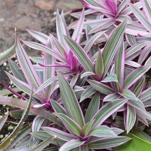 Rhoeo Discolor, Moses In The Cradle (small)