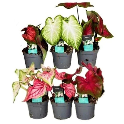 Angel Wings Plant