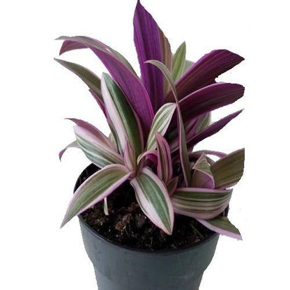 Rhoeo Discolor, Moses In The Cradle (small)