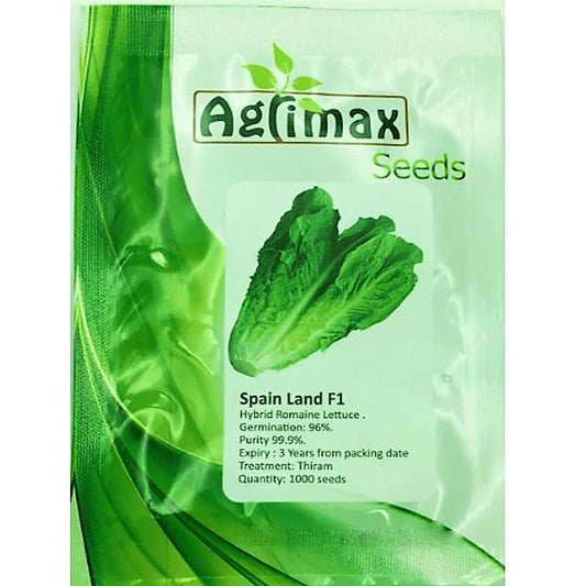 Lettuce Spain Land F1 Premium Quality Seeds
