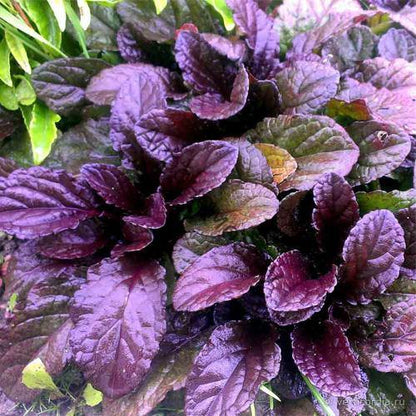 Ajuga Reptans, Bugleherb (small)