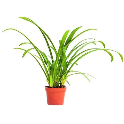 Spider Lily, Hymenocallis Littoralis, Lilly